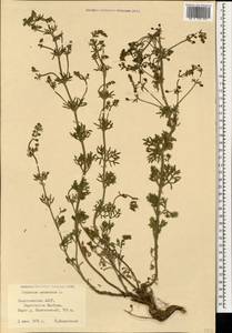 Teucrium orientale L., Caucasus, Azerbaijan (K6) (Azerbaijan)