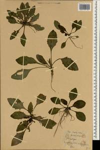 Plantago, South Asia, South Asia (Asia outside ex-Soviet states and Mongolia) (ASIA) (China)