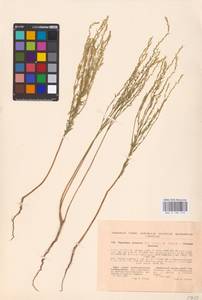 Thymelaea passerina (L.) Coss. & Germ., Eastern Europe, North Ukrainian region (E11) (Ukraine)