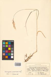 Calamagrostis sachalinensis F.Schmidt, Siberia, Russian Far East (S6) (Russia)