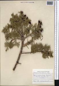 Juniperus pseudosabina Fisch. & C.A.Mey., Middle Asia, Pamir & Pamiro-Alai (M2) (Uzbekistan)