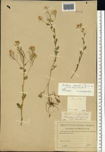 Barbarea vulgaris (L.) W.T. Aiton, Eastern Europe, Western region (E3) (Russia)
