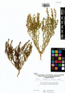 Thesium longifolium Turcz., Siberia, Baikal & Transbaikal region (S4) (Russia)