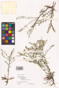 Lepidium ruderale L., Eastern Europe, Western region (E3) (Russia)