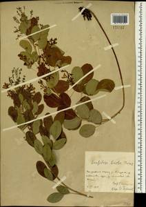 Lespedeza bicolor Turcz., South Asia, South Asia (Asia outside ex-Soviet states and Mongolia) (ASIA) (China)