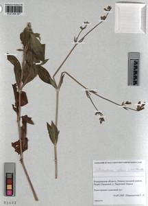 KUZ 004 297, Silene latifolia subsp. alba (Miller) Greuter & Burdet, Siberia, Altai & Sayany Mountains (S2) (Russia)