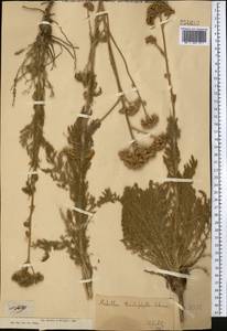 Handelia trichophylla (Schrenk ex Fisch. & C. A. Mey.) Heimerl, Middle Asia, Dzungarian Alatau & Tarbagatai (M5) (Kazakhstan)