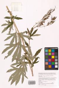 Filipendula angustiloba (Turcz. ex Fisch. & C.A.Mey.) Maxim., Siberia, Russian Far East (S6) (Russia)