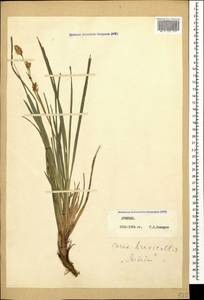 Carex brevicollis DC., Caucasus, Armenia (K5) (Armenia)