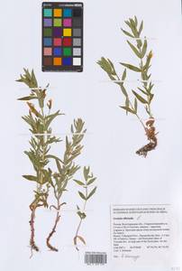 Gratiola officinalis L., Eastern Europe, Lower Volga region (E9) (Russia)