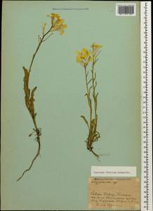 Erysimum ibericum (Adams) DC., Caucasus, Stavropol Krai, Karachay-Cherkessia & Kabardino-Balkaria (K1b) (Russia)