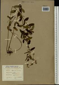 Hypericum hirsutum L., Eastern Europe, North Ukrainian region (E11) (Ukraine)