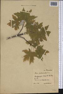 Acer palmatum Thunb., America (AMER) (Russia)