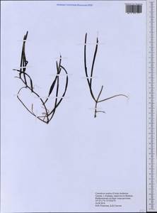 Cymodocea nodosa (Ucria) Asch., Western Europe (EUR) (Greece)