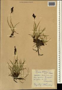 Carex orbicularis subsp. kotschyana (Boiss. & Hohen.) Kukkonen, Caucasus, Dagestan (K2) (Russia)