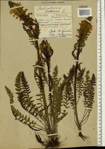 Pedicularis kaufmannii Pinzger, Eastern Europe, North Ukrainian region (E11) (Ukraine)
