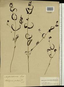Melampyrum pratense L., Eastern Europe, Volga-Kama region (E7) (Russia)