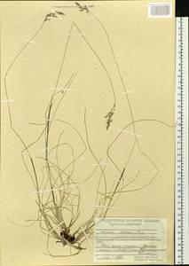 Limnas stelleri Trin., Siberia, Central Siberia (S3) (Russia)