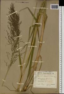 Glyceria arundinacea Kunth, Eastern Europe, North Ukrainian region (E11) (Ukraine)