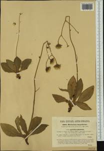 Hieracium gymnocephalum Griseb. ex Pant., Western Europe (EUR) (Croatia)