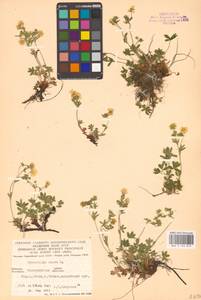 Potentilla aurea L., Eastern Europe, West Ukrainian region (E13) (Ukraine)