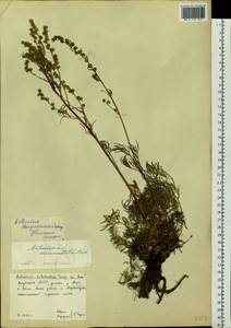 Artemisia bargusinensis Spreng., Siberia, Yakutia (S5) (Russia)