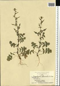Sisymbrium officinale (L.) Scop., Eastern Europe, Central region (E4) (Russia)