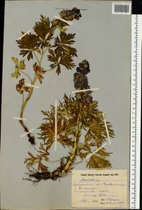Aconitum anthora L., Eastern Europe, West Ukrainian region (E13) (Ukraine)