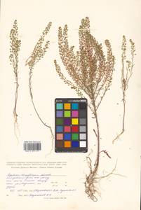 Lepidium densiflorum Schrad., Siberia, Russian Far East (S6) (Russia)