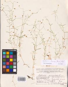 Stellaria fennica (Murb.) Perfil., Eastern Europe, Northern region (E1) (Russia)