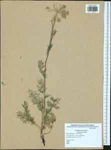 Anethum graveolens L., Eastern Europe, Central region (E4) (Russia)