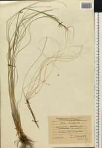 Stipa dasyphylla (Lindem.) Czern. ex Trautv., Eastern Europe, North Ukrainian region (E11) (Ukraine)