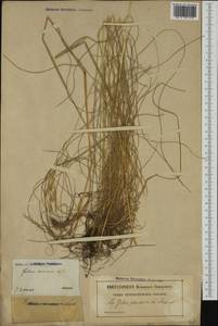 Festuca heterophylla Lam., Western Europe (EUR) (France)