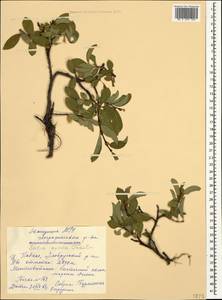 Salix apoda Trautv., Caucasus, Stavropol Krai, Karachay-Cherkessia & Kabardino-Balkaria (K1b) (Russia)