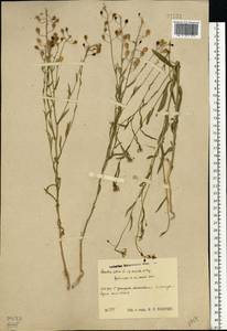 Camelina sativa (L.) Crantz, Eastern Europe, Central region (E4) (Russia)