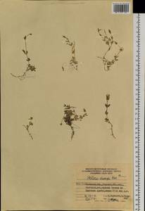 Stellaria longipes subsp. longipes, Siberia, Chukotka & Kamchatka (S7) (Russia)