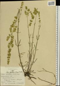 Silene borysthenica (Gruner) Walters, Eastern Europe, Central region (E4) (Russia)