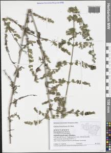 Galium humifusum M.Bieb., Eastern Europe, Central region (E4) (Russia)