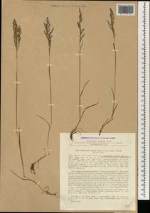 Colpodium humile (M.Bieb.) Griseb., South Asia, South Asia (Asia outside ex-Soviet states and Mongolia) (ASIA) (Turkey)