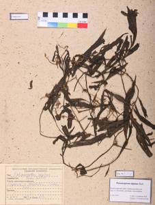 Potamogeton alpinus Balb., Siberia, Altai & Sayany Mountains (S2) (Russia)
