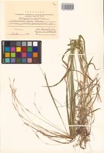 Brachypodium sylvaticum (Huds.) P.Beauv., Siberia, Russian Far East (S6) (Russia)