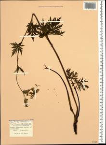 Eleutherospermum cicutarium (M. Bieb.) Boiss., Caucasus, Krasnodar Krai & Adygea (K1a) (Russia)