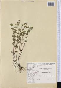 Clinopodium acinos (L.) Kuntze, Western Europe (EUR) (Denmark)