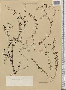 Galium palustre L., Siberia, Western Siberia (S1) (Russia)