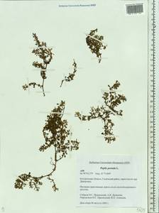 Lythrum portula (L.) D. A. Webb, Eastern Europe, Central forest region (E5) (Russia)