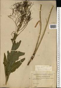 Sisymbrium strictissimum L., Eastern Europe, Central forest-and-steppe region (E6) (Russia)