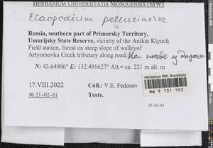 Claopodium pellucinerve (Mitt.) Best, Bryophytes, Bryophytes - Russian Far East (excl. Chukotka & Kamchatka) (B20) (Russia)