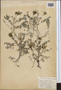 Astragalus tibetanus Benth. ex Bunge, Middle Asia, Pamir & Pamiro-Alai (M2) (Kyrgyzstan)
