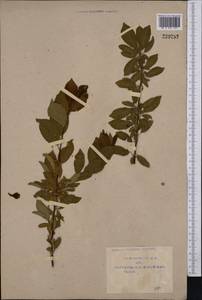 Prunus cerasifera Ehrh., Middle Asia, Pamir & Pamiro-Alai (M2) (Uzbekistan)