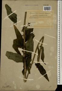 Sonchus, Eastern Europe (no precise locality) (E0) (Russia)